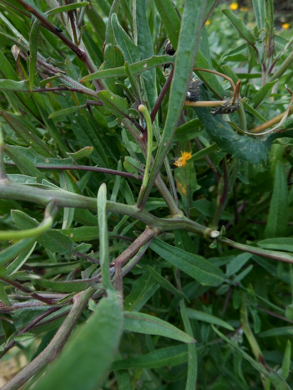 Sisymbrium orientale L. / Erba cornacchia orientale